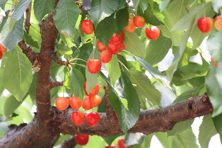 石和びゅーほてる